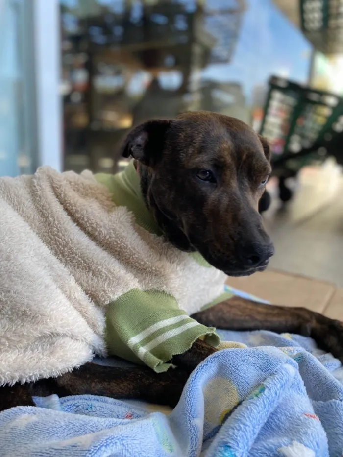 Cachorro ra a SRD-ViraLata idade 2 anos nome Pitty