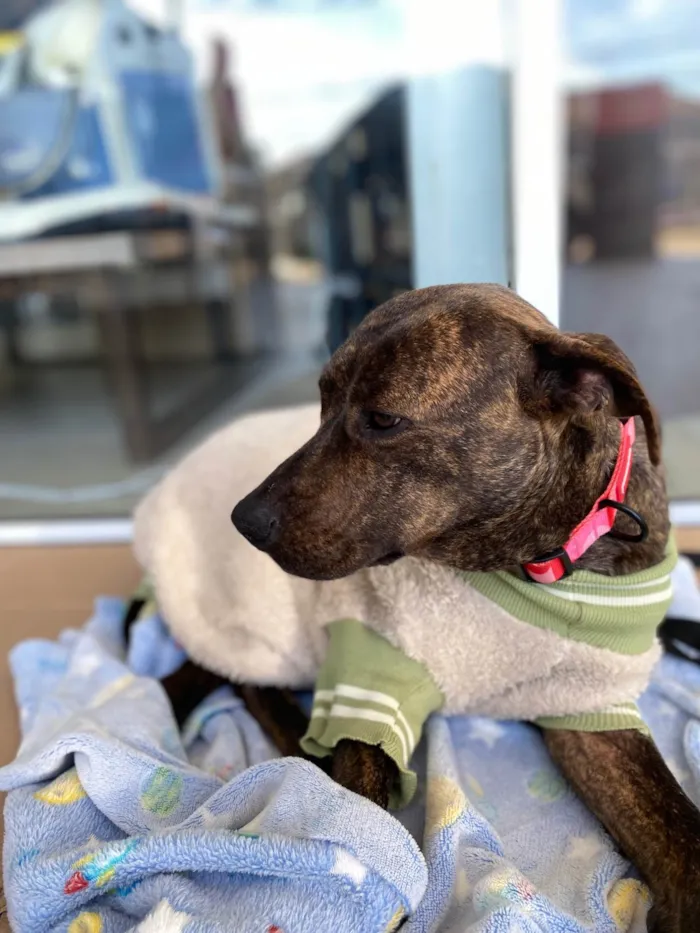 Cachorro ra a SRD-ViraLata idade 2 anos nome Pitty