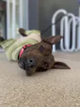 Pitty