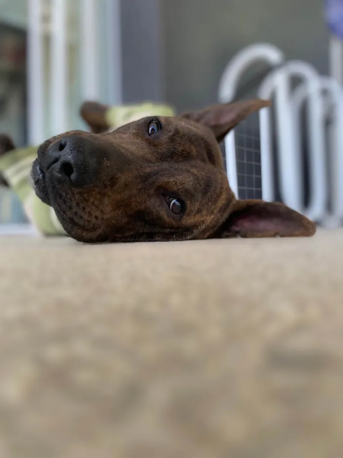 Cachorro ra a SRD-ViraLata idade 2 anos nome Pitty
