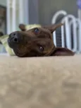 Pitty