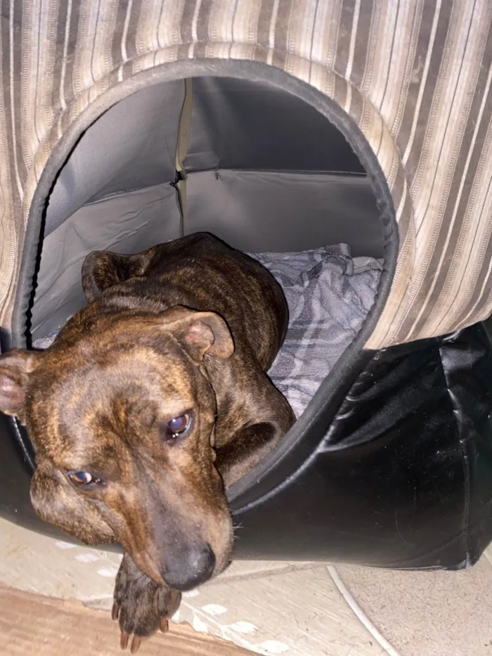 Cachorro ra a SRD-ViraLata idade 2 anos nome Pitty