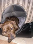 Pitty