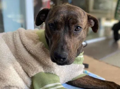 Cachorro raça SRD-ViraLata idade 4 anos nome PITTY