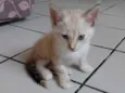 MEL