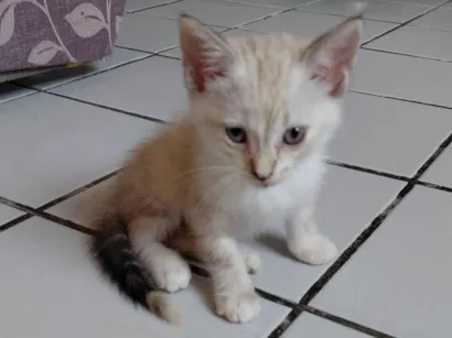 Gato raça Siamês idade 2 a 6 meses nome MEL