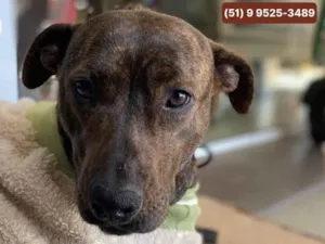 Cachorro raça SRD-ViraLata idade 2 anos nome Pitty