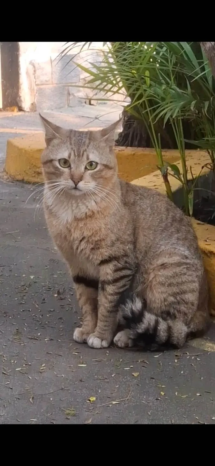 Gato ra a SRD-ViraLata idade 7 a 11 meses nome Lion