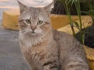 Gato raça SRD-ViraLata idade 7 a 11 meses nome Lion