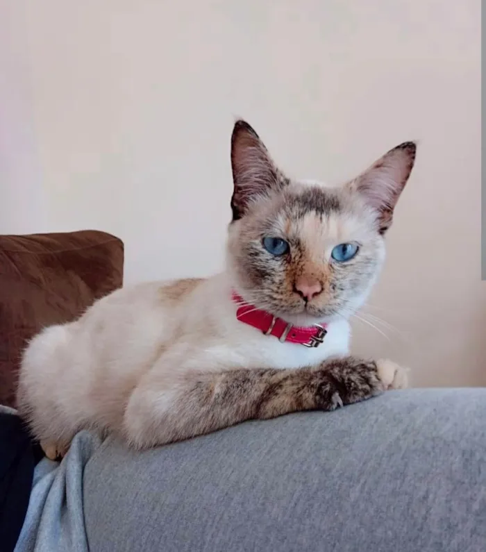 Gato ra a SRD-ViraLata idade 7 a 11 meses nome Nala