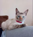 Nala