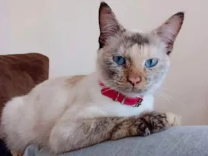 Gato raça SRD-ViraLata idade 7 a 11 meses nome Nala