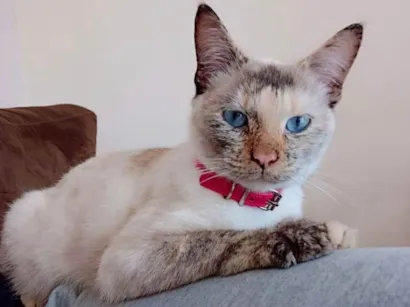 Gato raça SRD-ViraLata idade 7 a 11 meses nome Nala