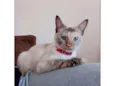 Nala