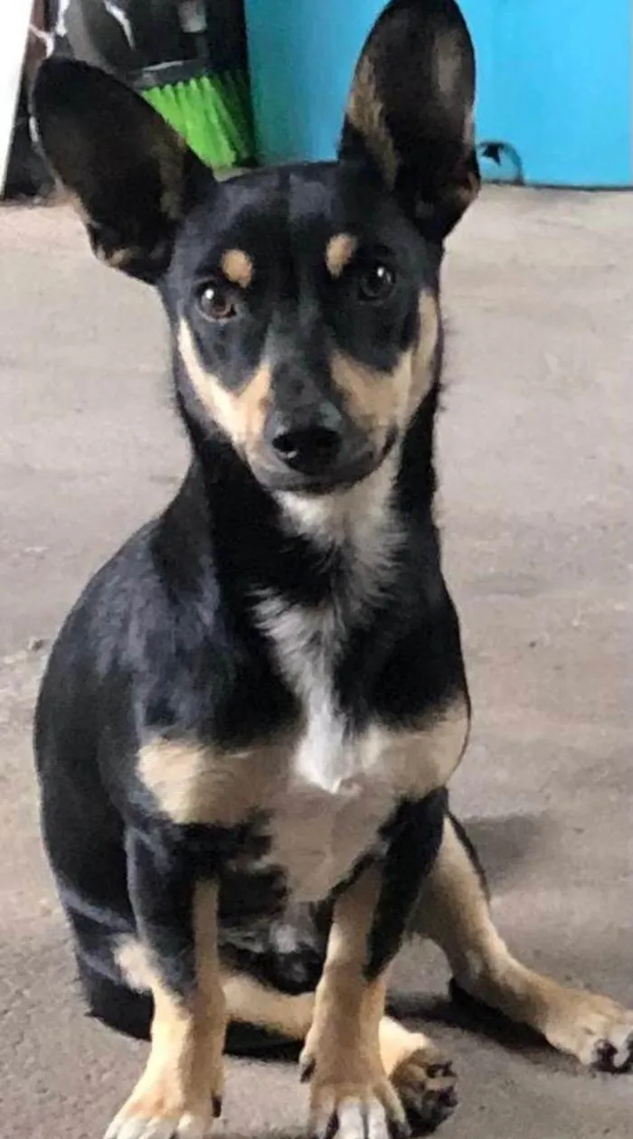 Cachorro ra a SRD-ViraLata idade 2 anos nome Torresmo