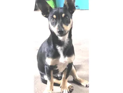 Cachorro raça SRD-ViraLata idade 2 anos nome Torresmo