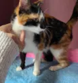 Mia