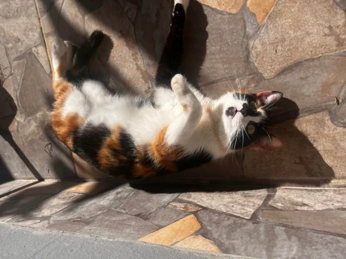 Gato ra a SRD-ViraLata idade 7 a 11 meses nome Mia