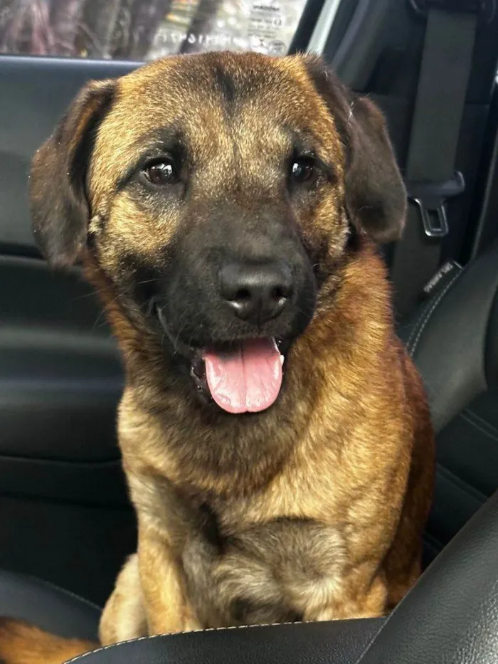 Cachorro ra a SRD-ViraLata idade Abaixo de 2 meses nome Falar com Carol - Whats 11 98404-2052