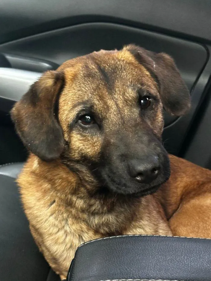 Cachorro ra a SRD-ViraLata idade Abaixo de 2 meses nome Falar com Carol - Whats 11 98404-2052