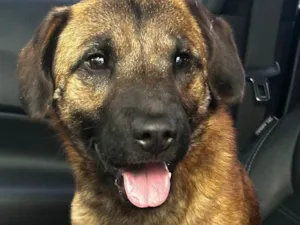 Cachorro raça SRD-ViraLata idade Abaixo de 2 meses nome Falar com Carol - Whats 11 98404-2052