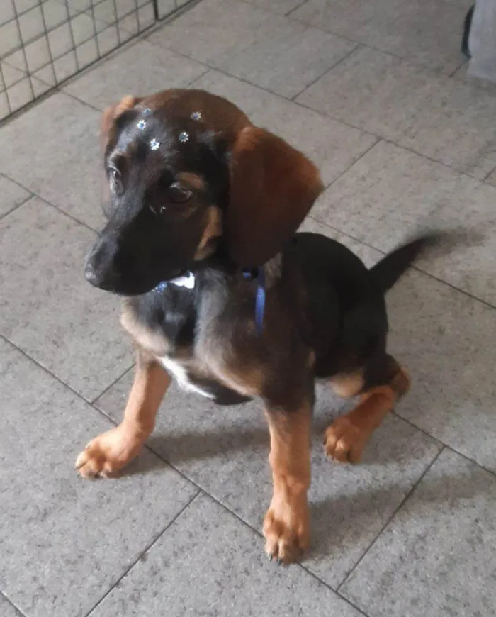 Cachorro ra a SRD-ViraLata idade Abaixo de 2 meses nome Falar com Marli - Whats 11 96705-4352