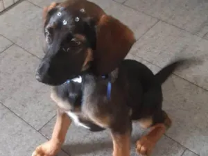 Cachorro raça SRD-ViraLata idade Abaixo de 2 meses nome Falar com Marli - Whats 11 96705-4352