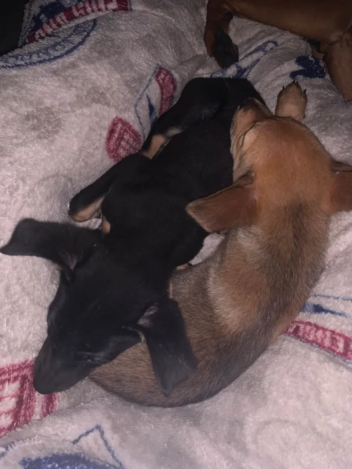 Cachorro ra a SRD-ViraLata idade 2 a 6 meses nome Rebeka 