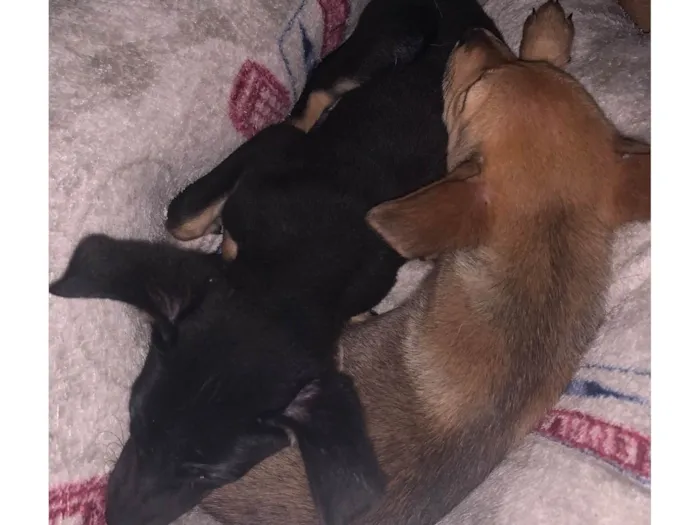 Cachorro ra a SRD-ViraLata idade 2 a 6 meses nome Rebeka 