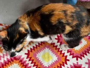 Gato raça SRD-ViraLata idade 7 a 11 meses nome Mia