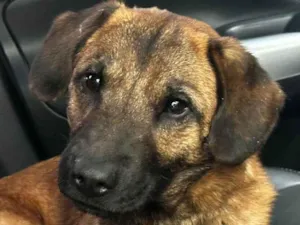 Cachorro raça SRD-ViraLata idade Abaixo de 2 meses nome Falar com Carol - Whats 11 98404-2052