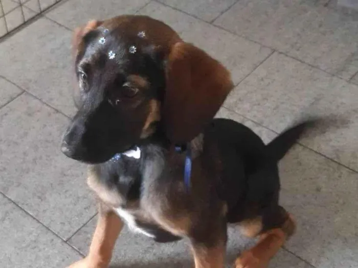 Cachorro ra a SRD-ViraLata idade Abaixo de 2 meses nome Falar com Marli - Whats 11 96705-4352