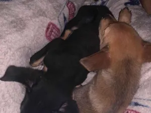 Cachorro raça SRD-ViraLata idade 2 a 6 meses nome Rebeka 