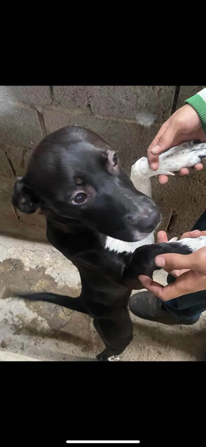 Cachorro ra a Pit-Bull idade 7 a 11 meses nome Medusa