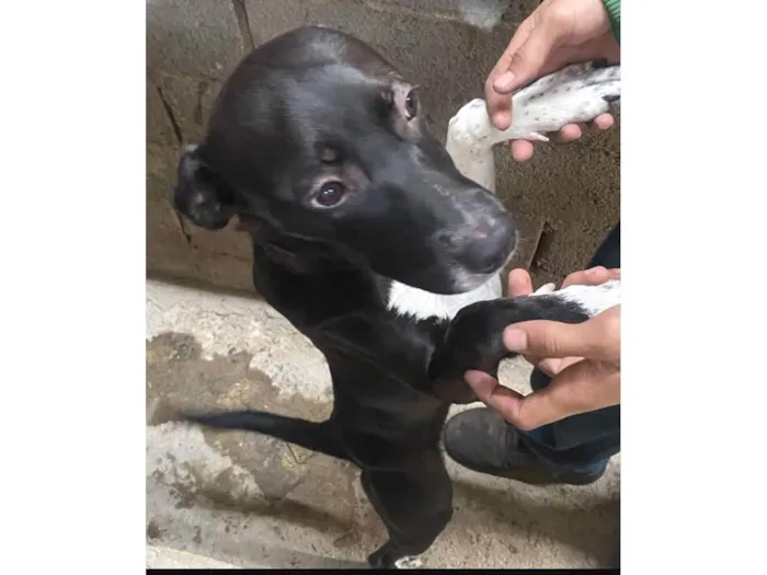 Cachorro ra a Pit-Bull idade 7 a 11 meses nome Medusa