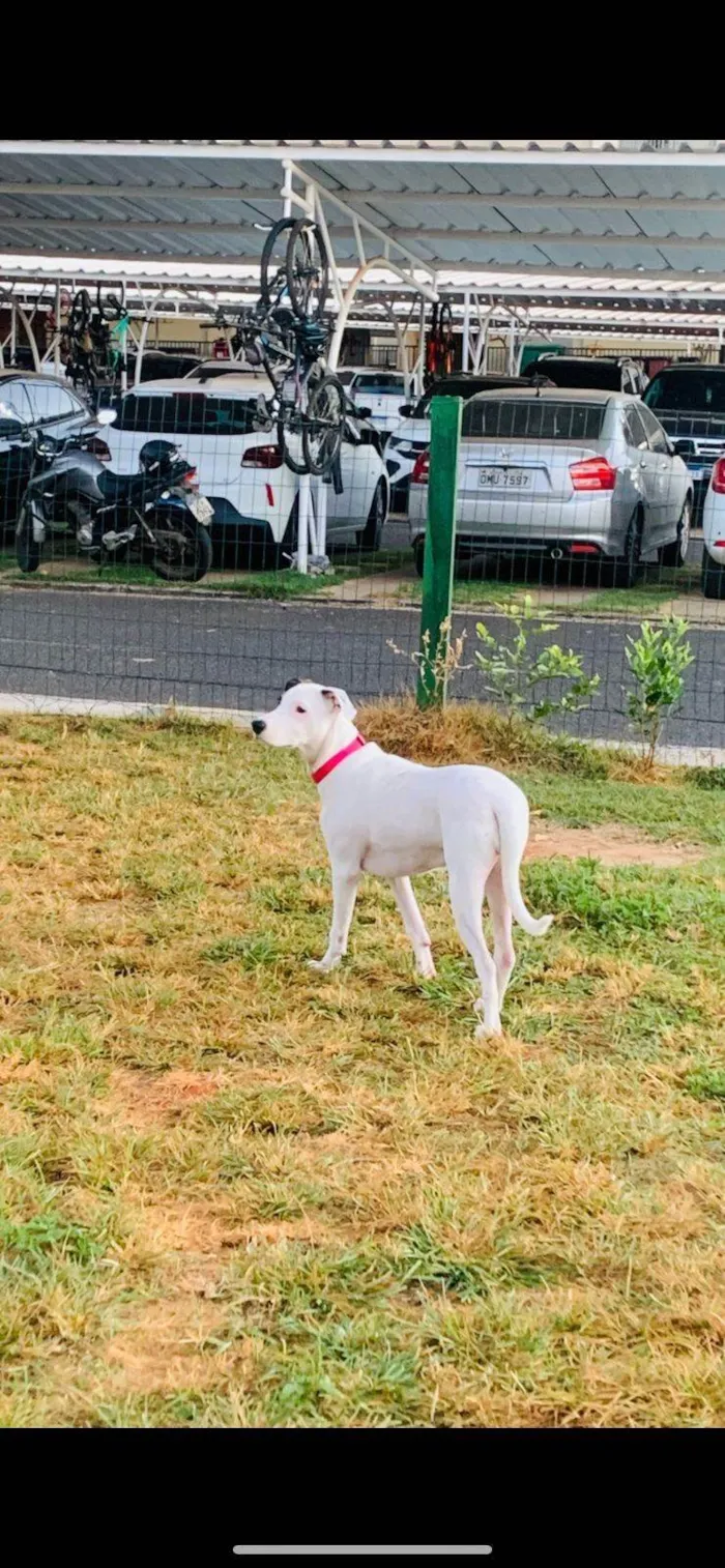 Cachorro ra a SRD-ViraLata idade 7 a 11 meses nome SKYE