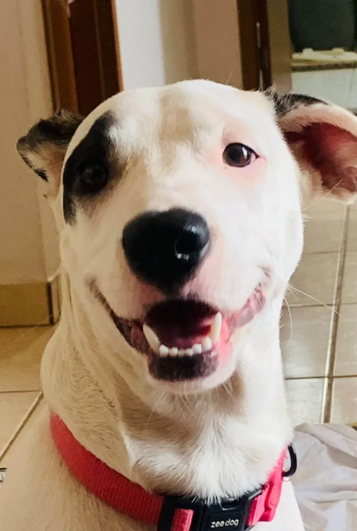 Cachorro ra a SRD-ViraLata idade 7 a 11 meses nome SKYE