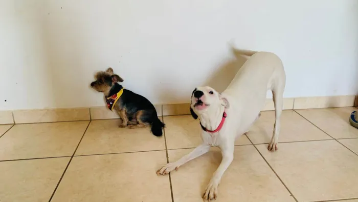 Cachorro ra a SRD-ViraLata idade 7 a 11 meses nome SKYE
