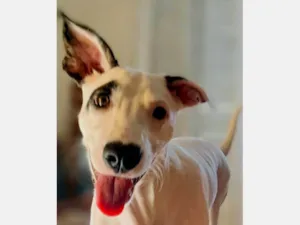 Cachorro raça SRD-ViraLata idade 7 a 11 meses nome SKYE