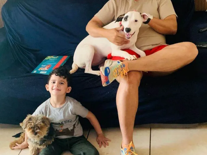 Cachorro ra a SRD-ViraLata idade 7 a 11 meses nome SKYE