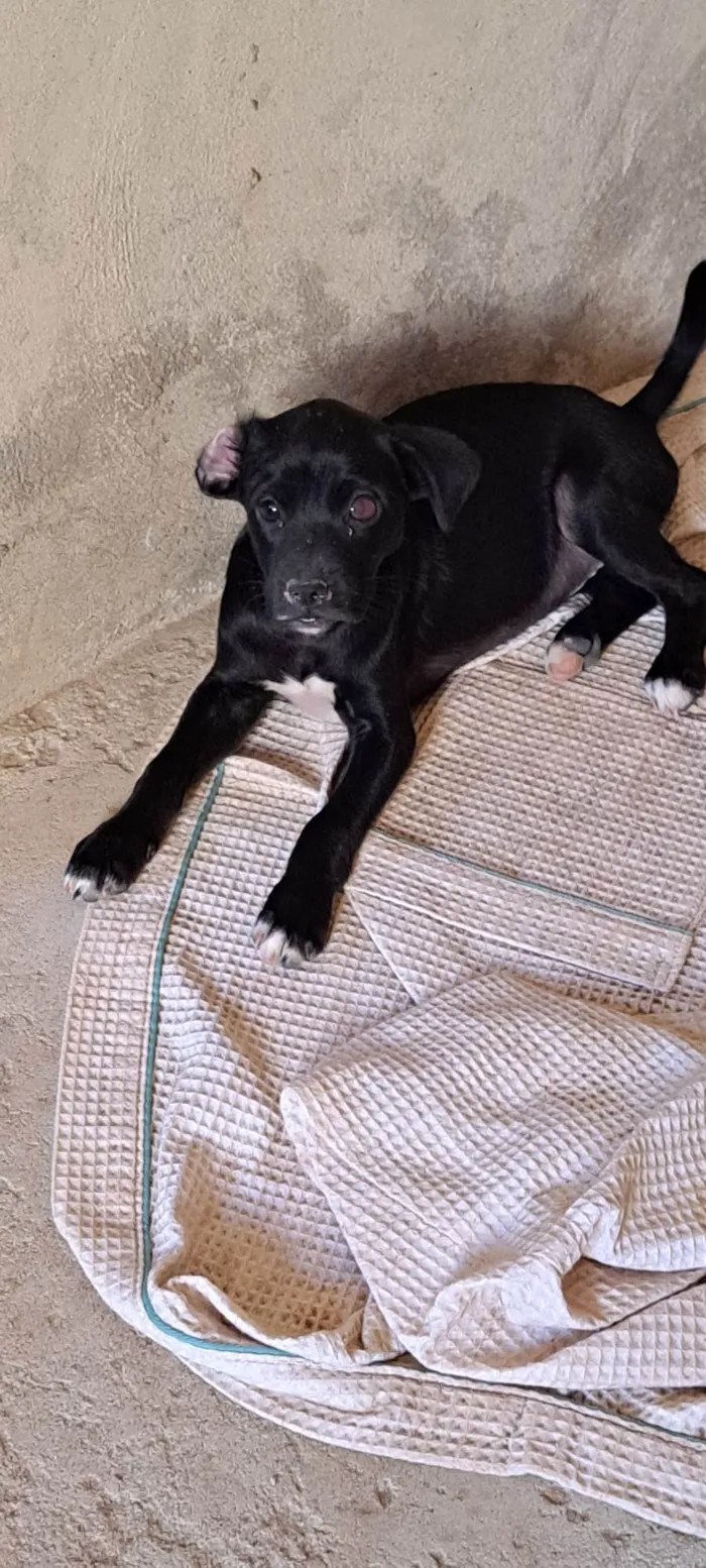 Cachorro ra a SRD-ViraLata idade 2 a 6 meses nome Não tem