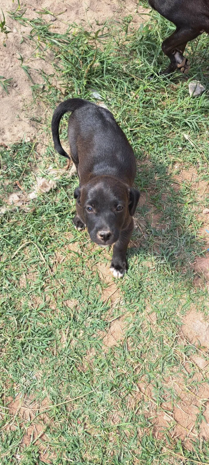 Cachorro ra a SRD-ViraLata idade 2 a 6 meses nome Não tem