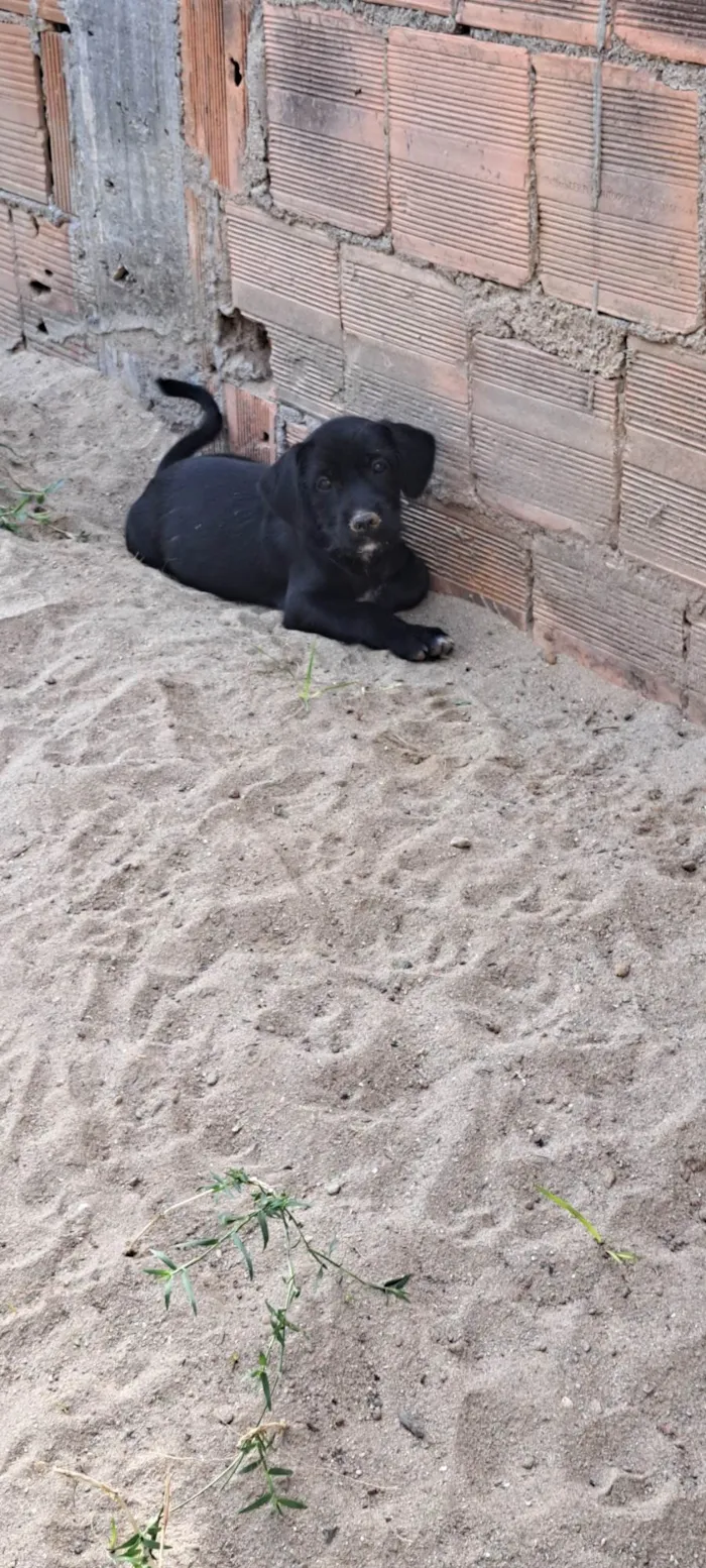 Cachorro ra a SRD-ViraLata idade 2 a 6 meses nome Não tem