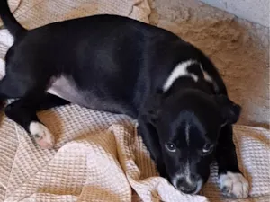 Cachorro raça SRD-ViraLata idade 2 a 6 meses nome Não tem