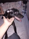 Kora