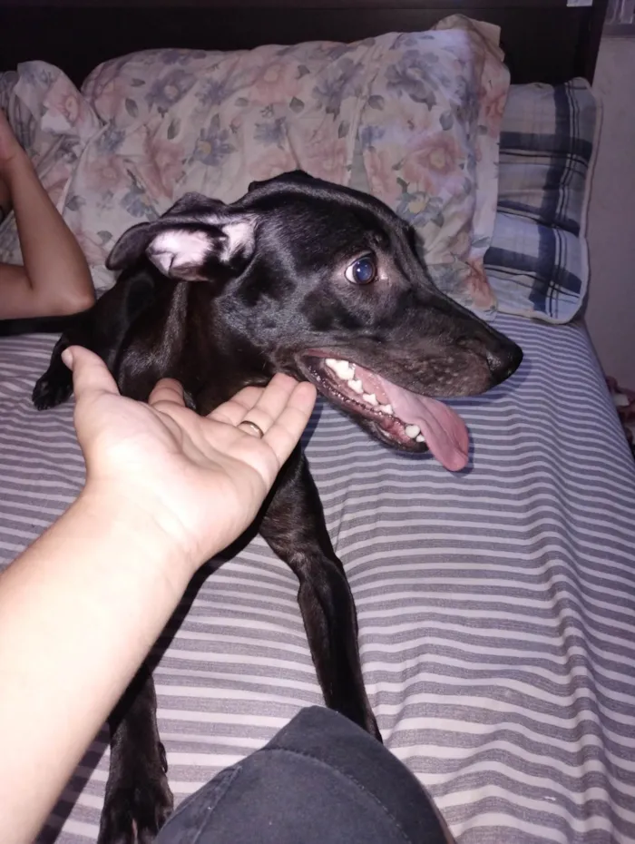 Cachorro ra a SRD-ViraLata idade 1 ano nome Kora
