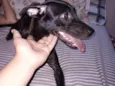 Kora