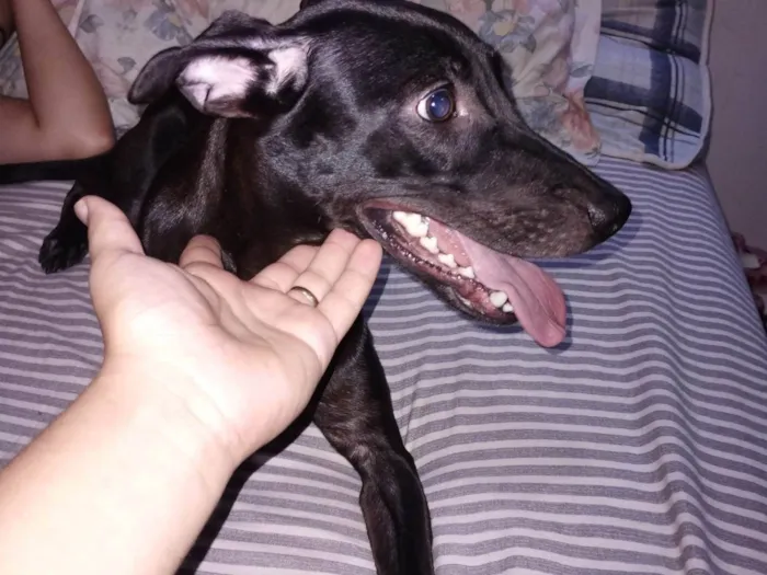 Cachorro ra a SRD-ViraLata idade 1 ano nome Kora