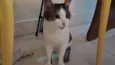 Moti