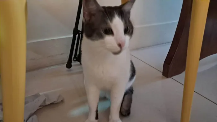 Gato ra a SRD-ViraLata idade 2 anos nome Moti